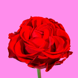category