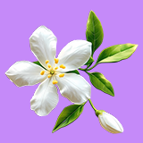 category